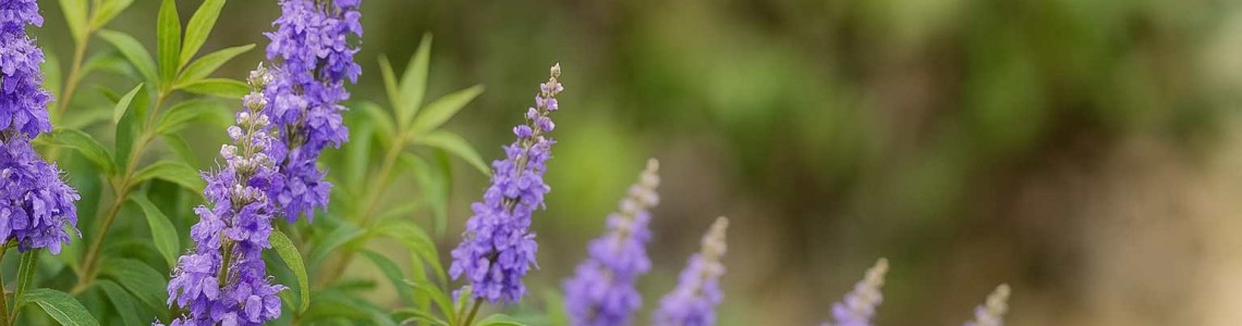 聖潔莓功效大解析：5大好處＋適用族群一次掌握