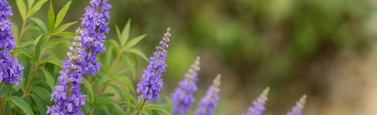 聖潔莓功效大解析：5大好處＋適用族群一次掌握