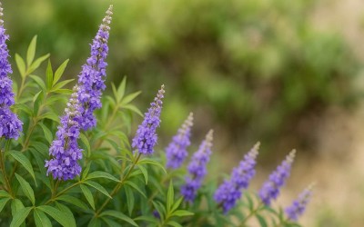 聖潔莓功效大解析：5大好處＋適用族群一次掌握